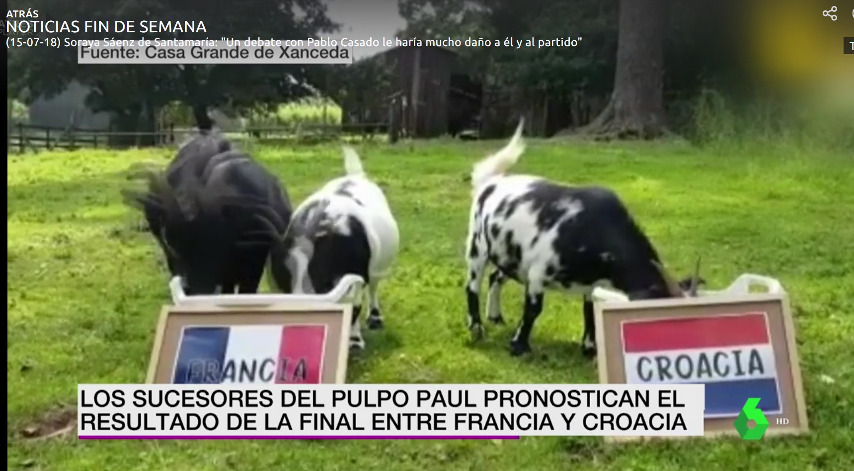 La cabrita Pepa y sus amigas predicen el ganador del Mundial 2018